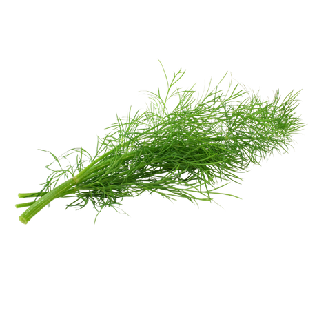 Herb - Dill - Bunch