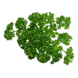 Herb - Parsley - Curly - Bunch