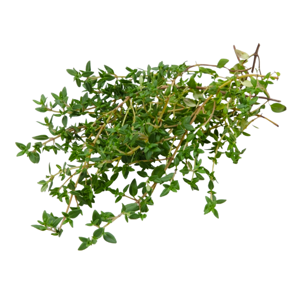 Herb - Thyme - Bunch