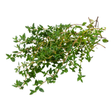 Herb - Thyme - Bunch