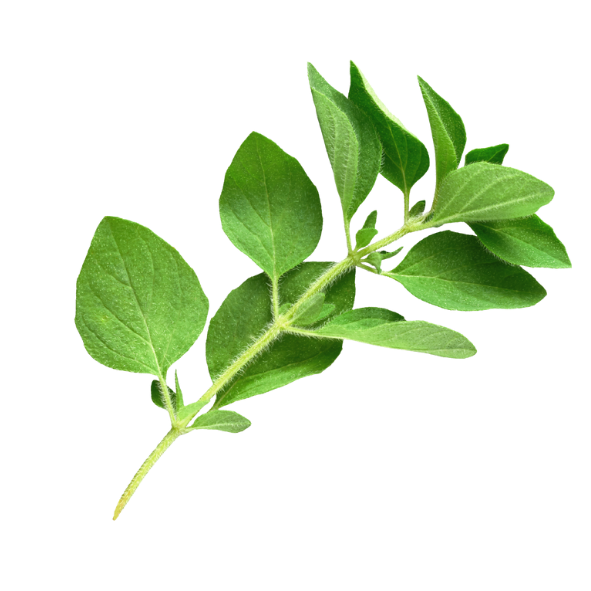 Herb - Oregano - Bunch
