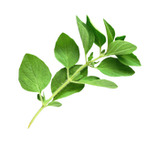 Herb - Oregano - Bunch