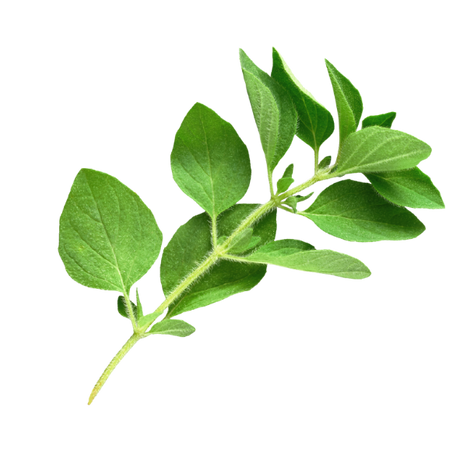 Herb - Oregano - Bunch