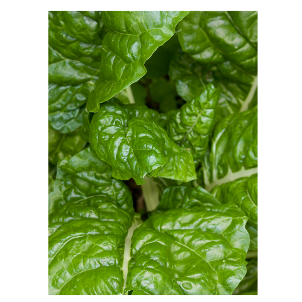 Silverbeet - Bunch