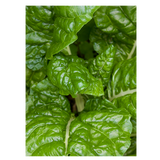 Silverbeet - Bunch