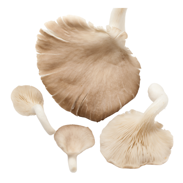 Mushrooms - Oyster - Punnet - 150g