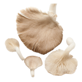 Mushrooms - Oyster - Punnet - 150g