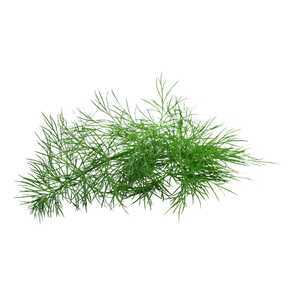 Herb - Dill - Bunch
