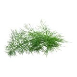 Herb - Dill - Bunch