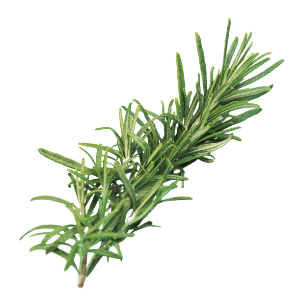 Herb - Rosemary - Bunch