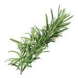 Herb - Rosemary - Bunch