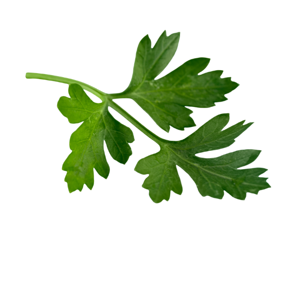 Herbs - Parsley - Continental - Bunch