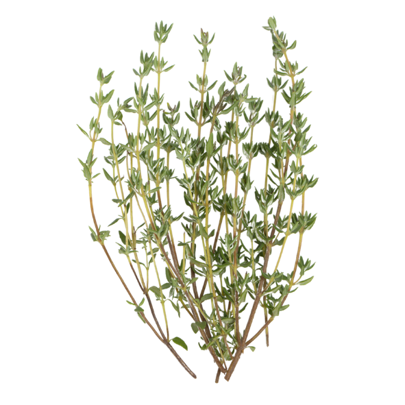 Herb - Thyme - Bunch