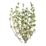 Herb - Thyme - Bunch