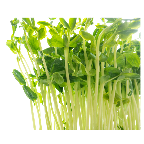 Snow Pea Shoots - Punnet - 100g