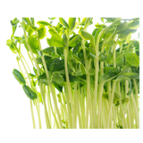 Snow Pea Shoots - Punnet - 100g