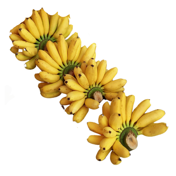 Bananas - Lady Finger - Each
