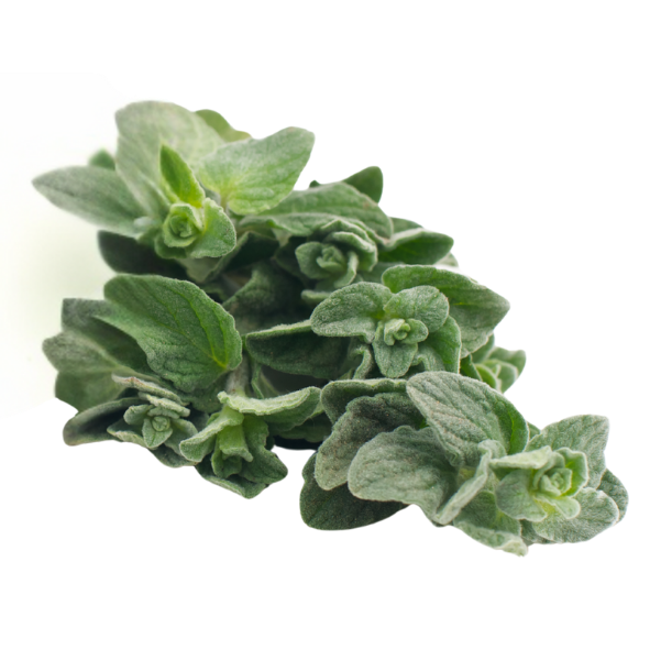 Herb - Oregano - Bunch