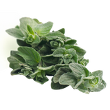Herb - Oregano - Bunch