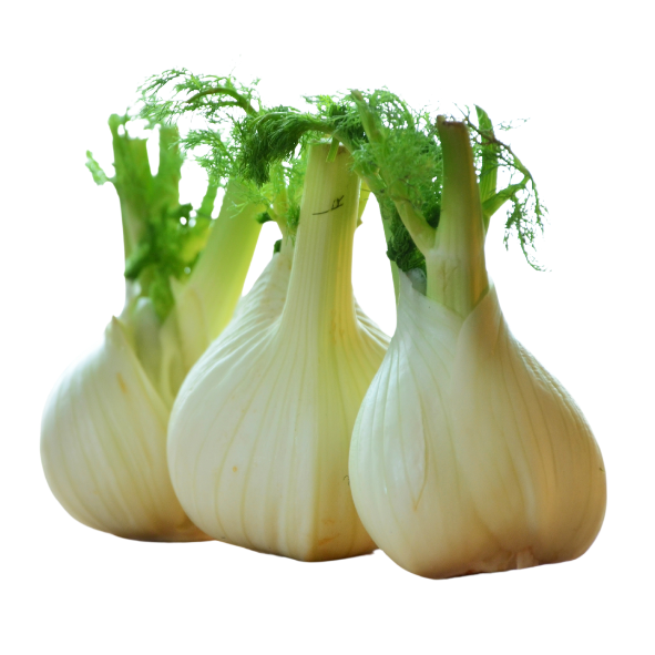 Fennel - Bulbs - Each