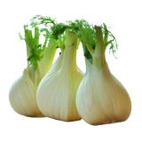 Fennel - Bulbs - Each