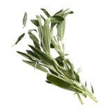 Herb - Sage - Bunch
