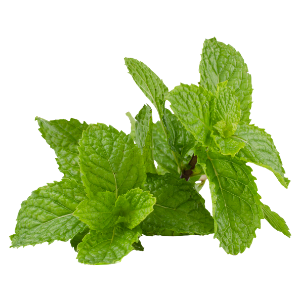Herb - Mint - Bunch