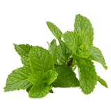Herb - Mint - Bunch