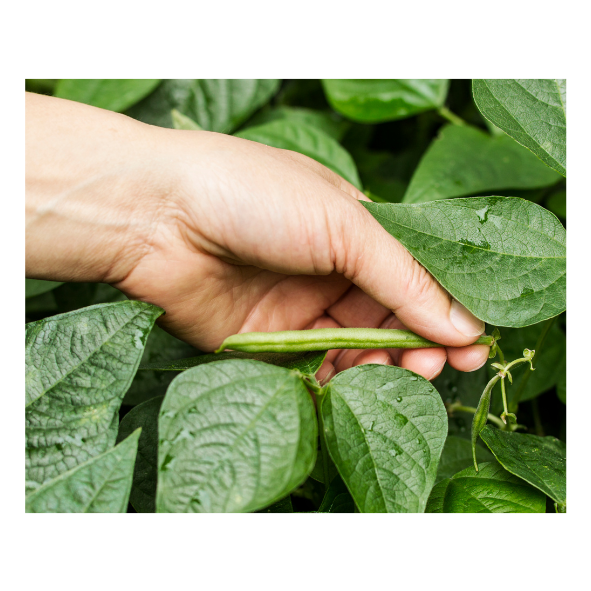 Beans - Green Hand Picked - 300g