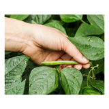 Beans - Green Hand Picked - 300g