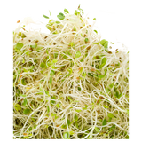 Sprouts - Alfalfa - Punnet - 125g