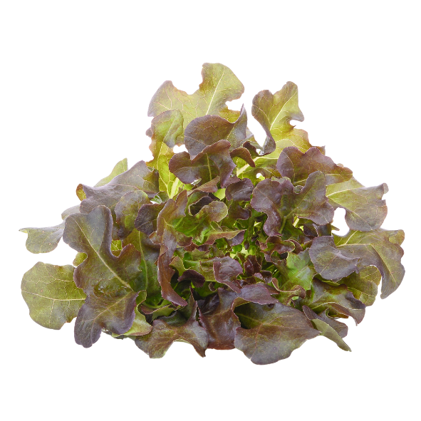 Lettuce - Oak Red - Each