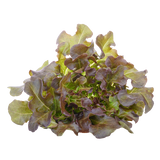 Lettuce - Oak Red - Each