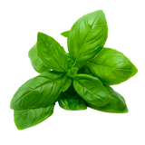 Herb - Basil - Bunch