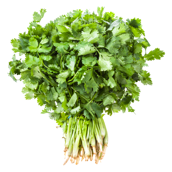 Herb - Coriander - Bunch