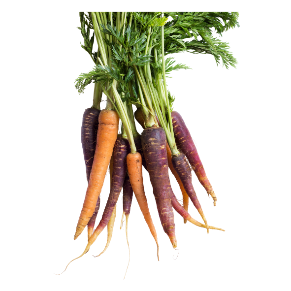 Carrots - Dutch Rainbow - Packet - 250g