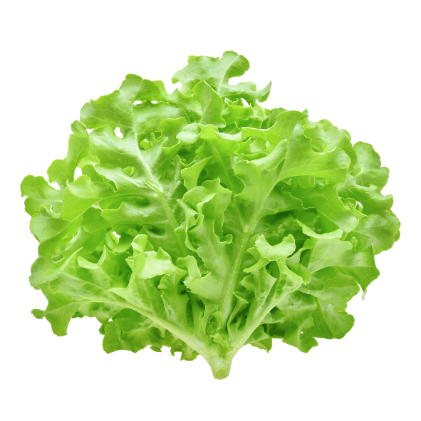 Lettuce - Oak Green - Each