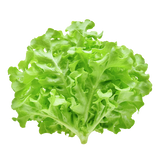 Lettuce - Oak Green - Each