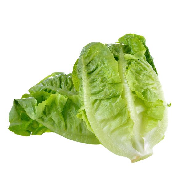 Lettuce - Baby Cos (Twin Pack) - Each