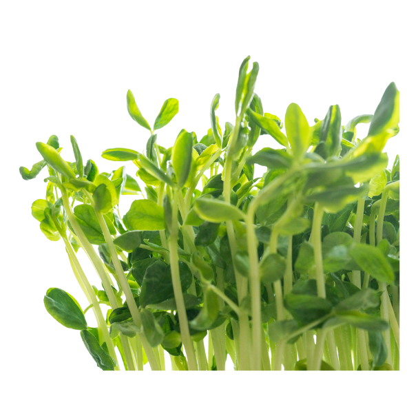 Snow Pea Shoots - Punnet - 100g
