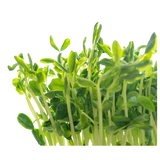 Snow Pea Shoots - Punnet - 100g