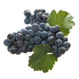 Grapes - Black Seeded - 1kg