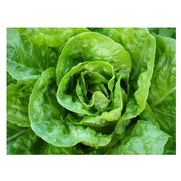 Lettuce - Cos - Each