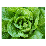 Lettuce - Cos - Each