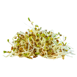 Sprouts - Alfalfa - Punnet - 125g