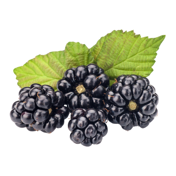Blackberries - Punnet