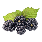 Blackberries - Punnet