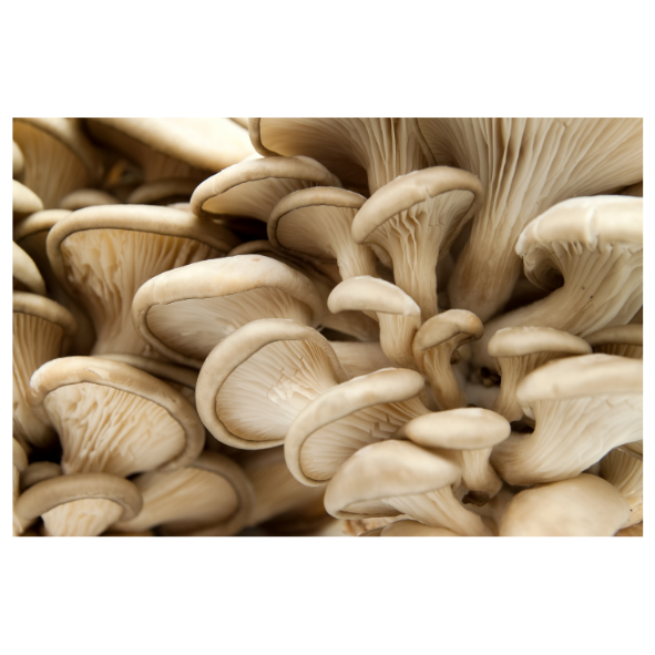 Mushrooms - Oyster - Punnet - 150g