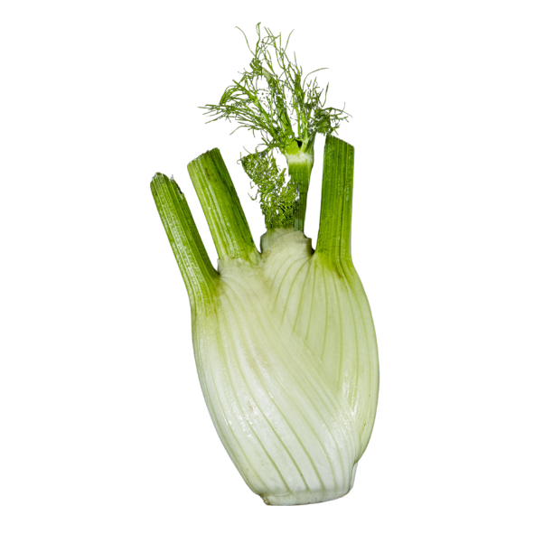 Fennel - Bulbs - Each