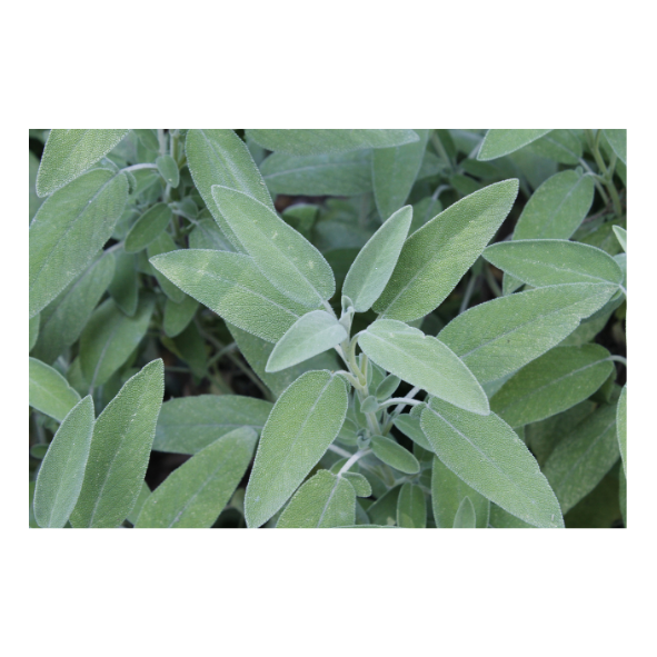 Herb - Sage - Bunch